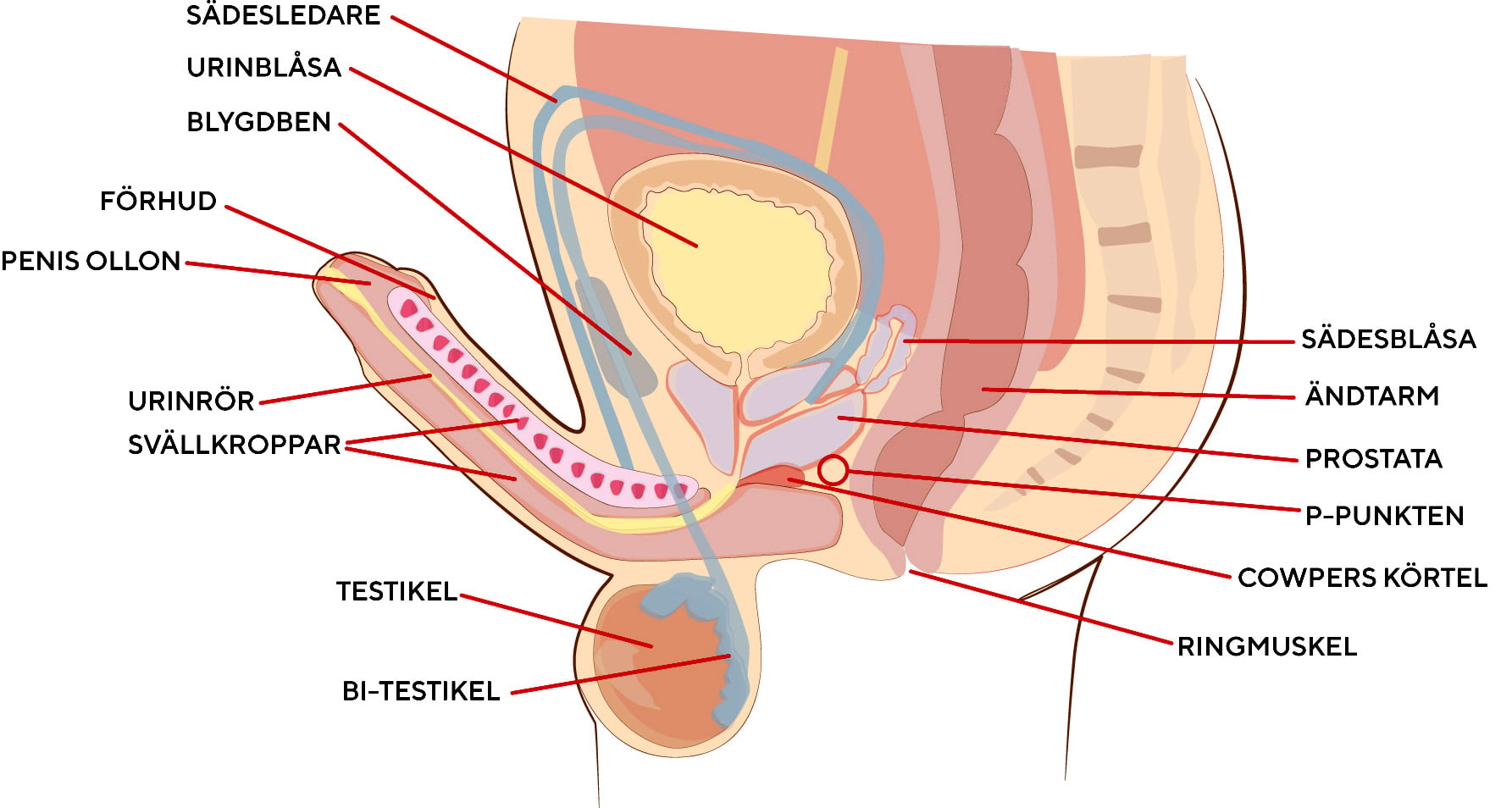 En medicinsk illustration som visar ett tvärsnitt av det manliga bäckenet och könsorganen i profil. Olika delar är markerade med text: sädesledare, urinblåsa, blygdben, förhud, penisollon, urinrör, svällkroppar, testikel, bitestikel, sädesblåsa, ändtarm, prostata, P-punkten, Cowpers körtel och ringmuskel.