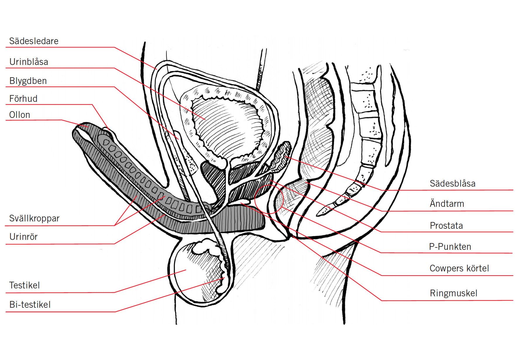 En svartvit medicinsk illustration som visar ett tvärsnitt av det manliga bäckenet och könsorganen i profil. Röda linjer pekar ut och namnger de olika delarna på svenska: sädesledare, urinblåsa, blygdben, förhud, ollon, svällkroppar, urinrör, testikel, bi-testikel, sädesblåsa, ändtarm, prostata, P-punkten, Cowpers körtel och ringmuskel.