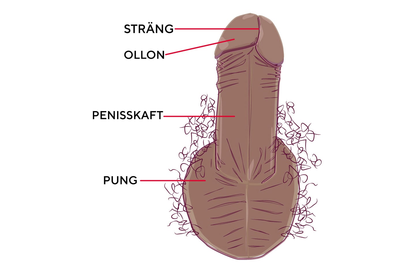 En stiliserad illustration av en penis med mörkare hudton sedd framifrån. Röda linjer markerar och namnger de yttre delarna: sträng, ollon, penisskaft och pung.