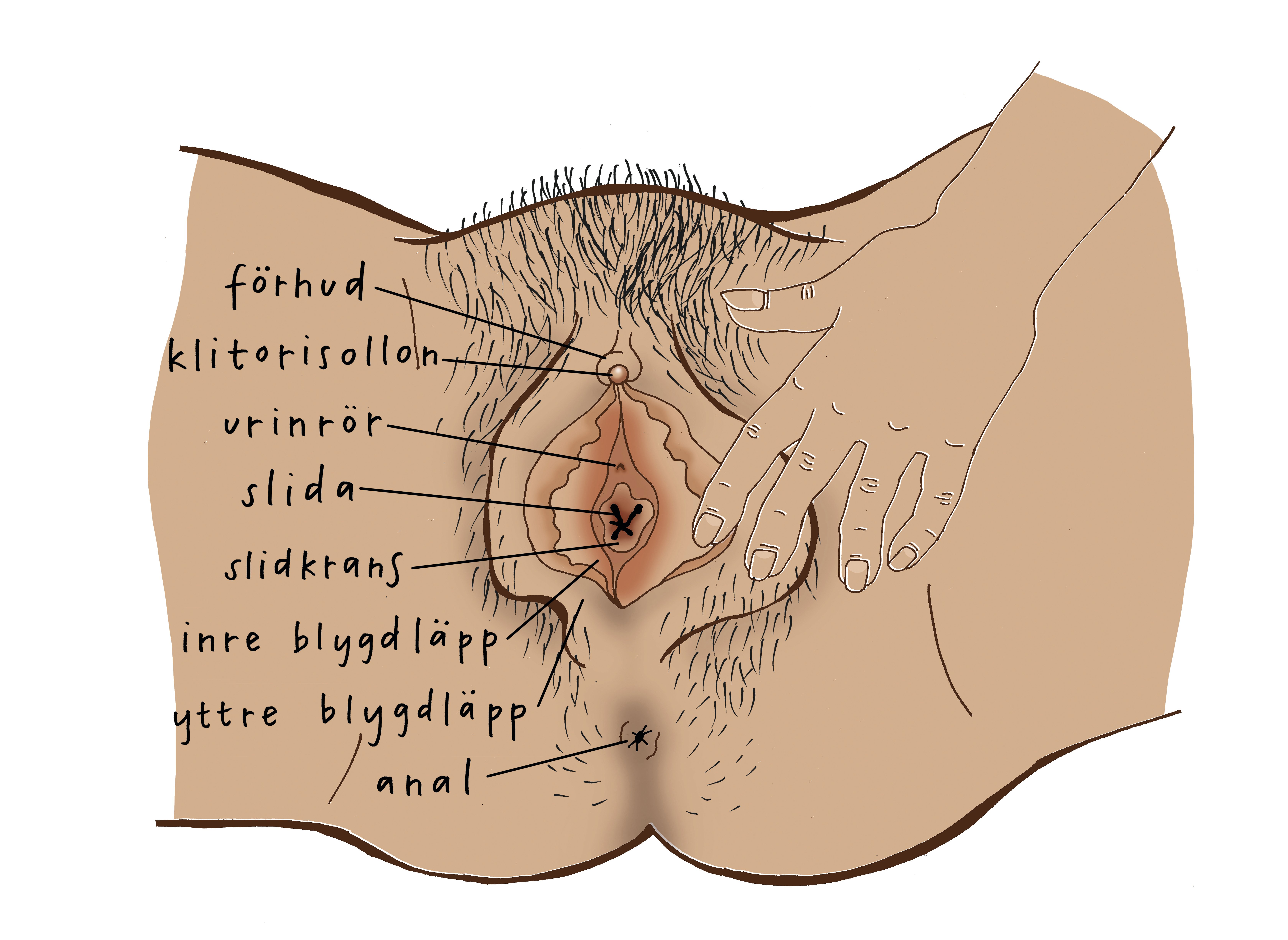 En pedagogisk illustration av den kvinnliga anatomin (vunva) sedd framifrån. Olika delar är markerade med pilar och handskriven text på svenska: förhud, klitorisollon, urinrör, slida, slidkrans, inre blygdläpp, yttre blygdläpp och anal. En hand syns vid sidan av underlivet för att visa skala och perspektiv.