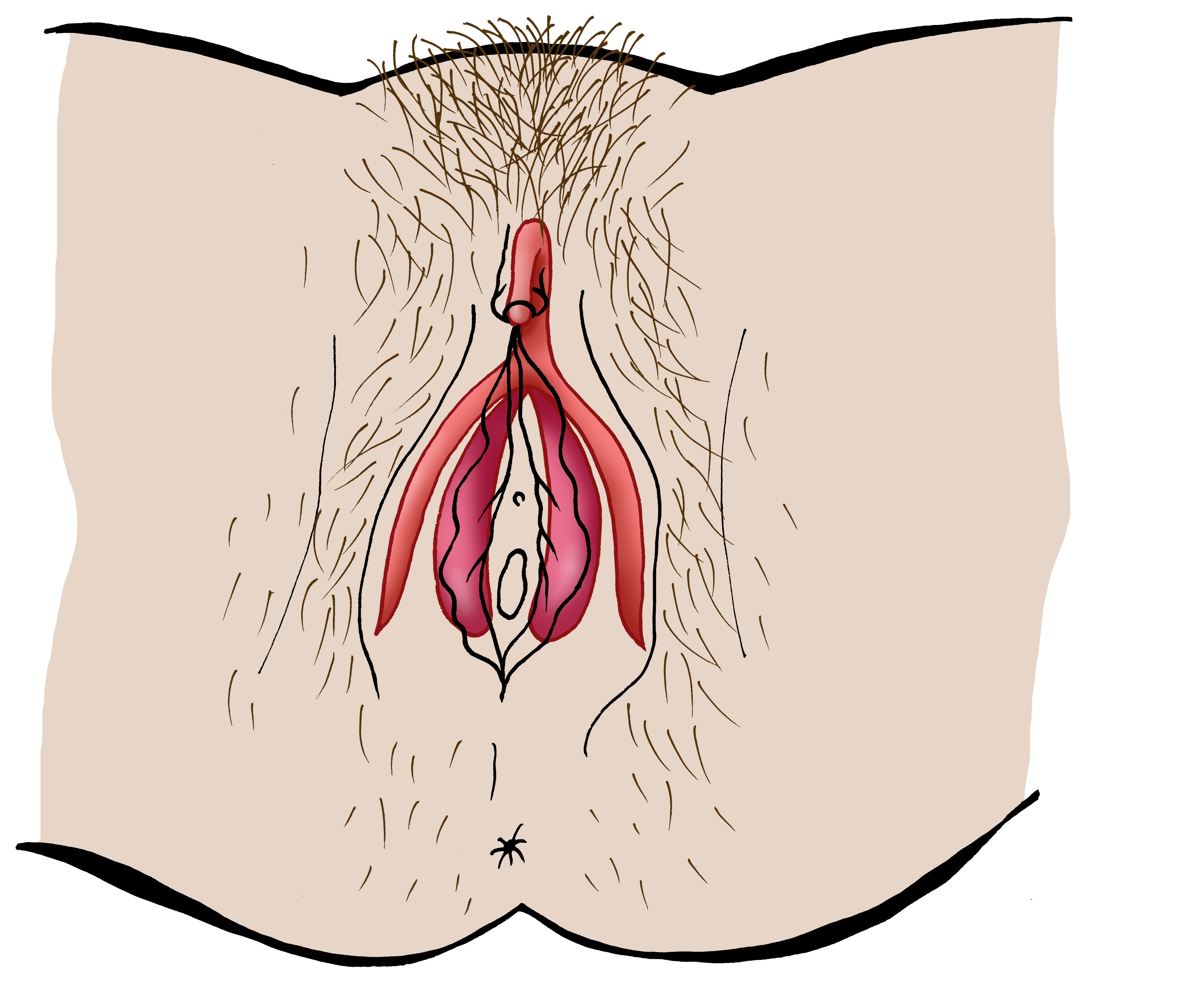 En anatomisk illustration av vulvan där klitoris hela inre struktur är markerad i rött. Bilden visar hur klitoris sträcker sig inåt och delar sig i två skänklar längs med de inre blygdläpparna, bakom de yttre hudlagren.