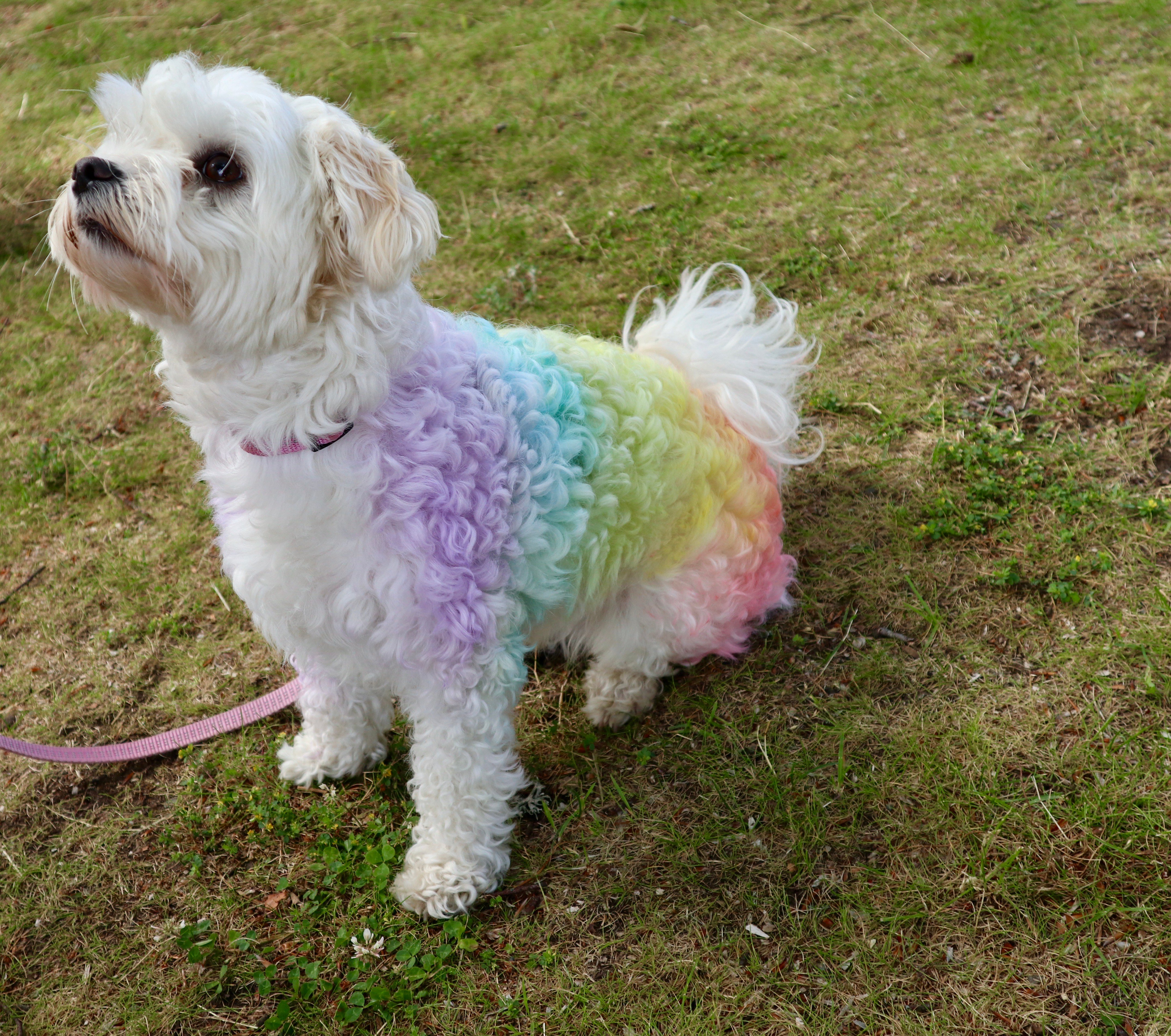 En liten vit hund med pälsen färgad i regnbågens färger står på en gräsmatta.