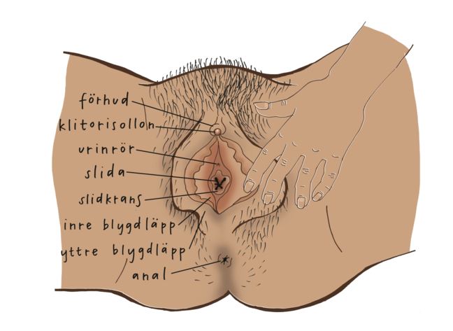 Fitta med förhud, klitorisollon, urinrör, slida, slidkrans, inre blygdläpp, yttre blygdläpp och anal utmärkta. 