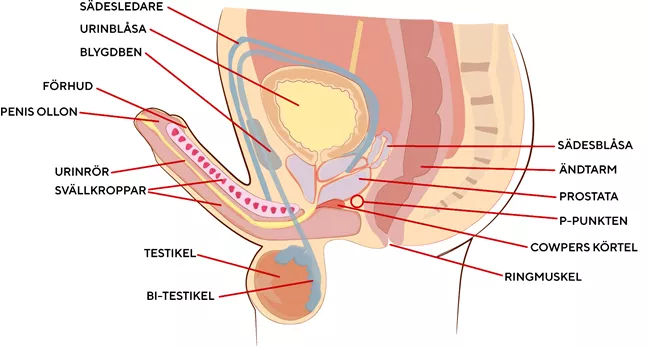 Mushuk ichida qalam video Oral seks beradigan qizlarning sharhlari