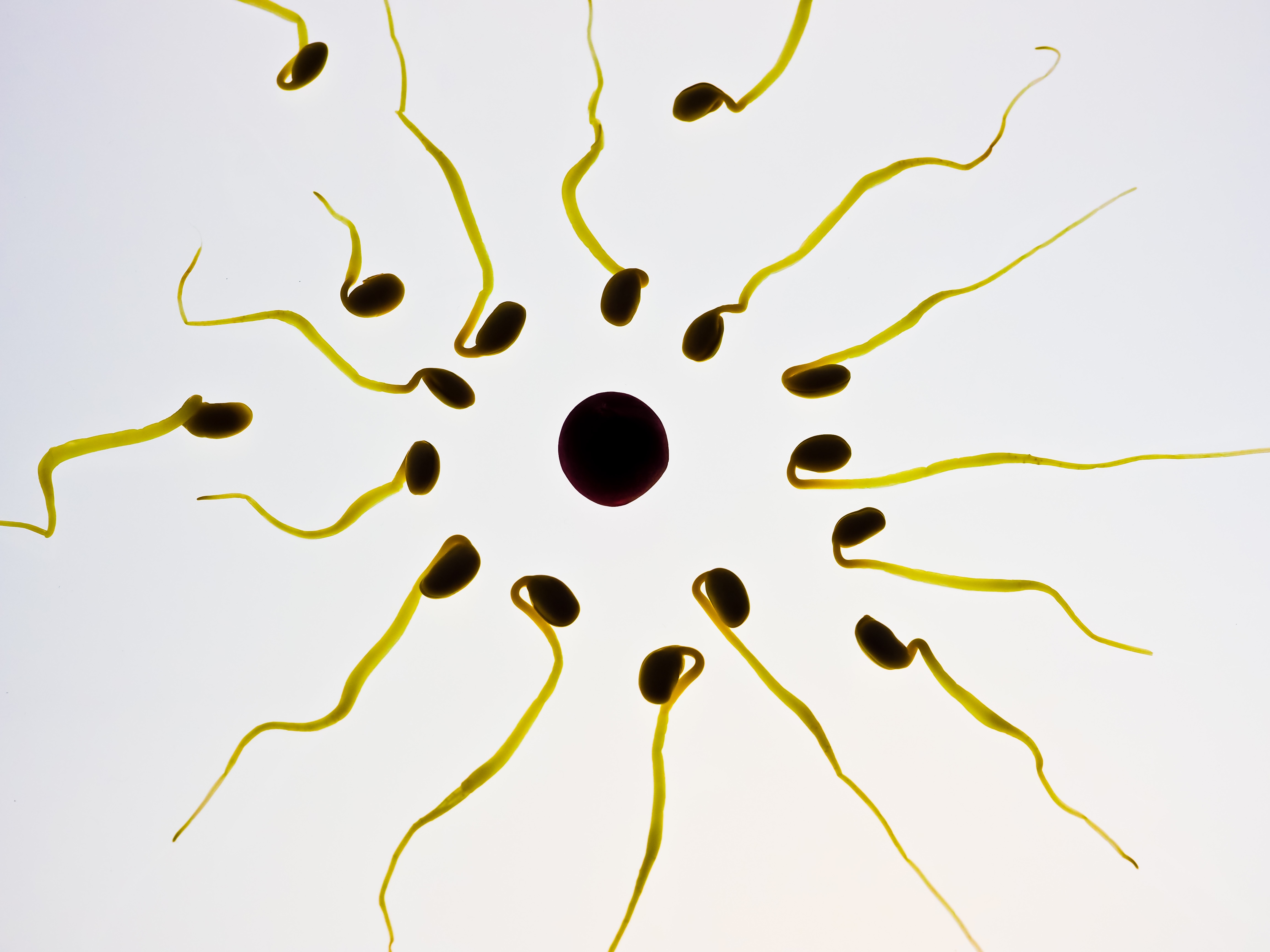 Genomskinlig Sperma