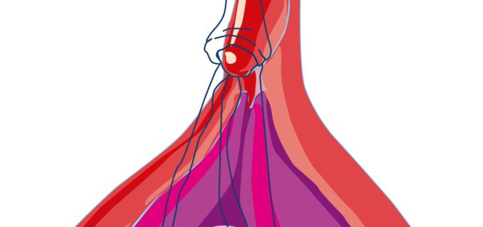 Illustration över klitoris. Längst ut på klitoris finns ett ollon, som brukar synas under klitorishuvan. Sedan övergår klitoris i klitorisskaftet som förgrenas i två skänklar som ligger under huden, lite som ett upp och nervänt V. 